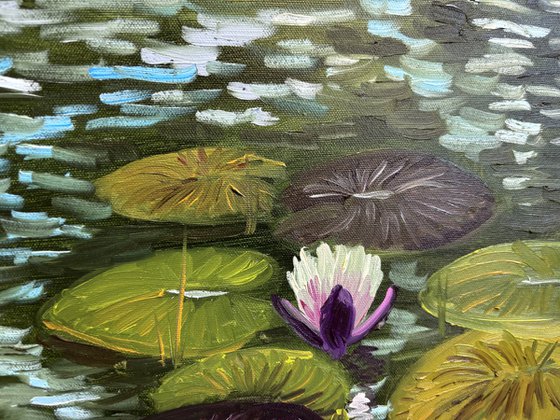 Water Lilies in the Sunlight