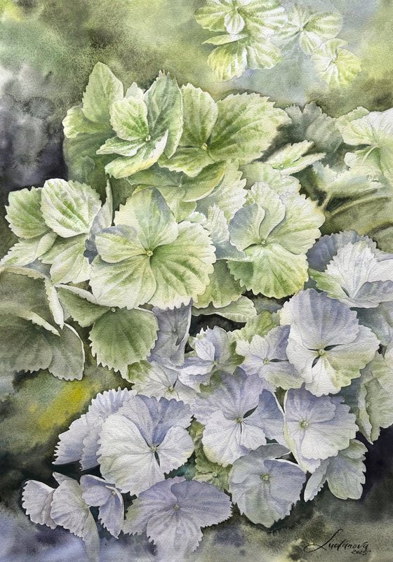 Green hydrangeas