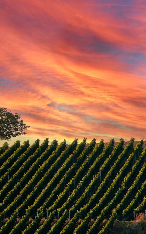 Vinyard sunset by Martin  Fry