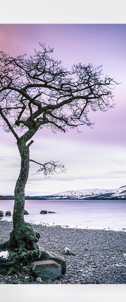 The Little Tree -  Scottish Highlands by Lynne Douglas