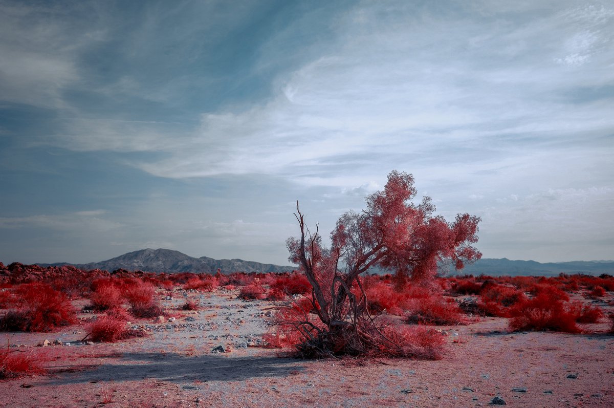 Smoke Trees, Porcupine Wash by Mark Hannah
