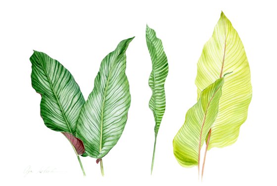 Tropical Leaves