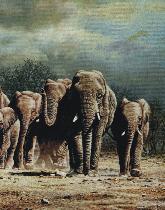 Whild Elephants 1