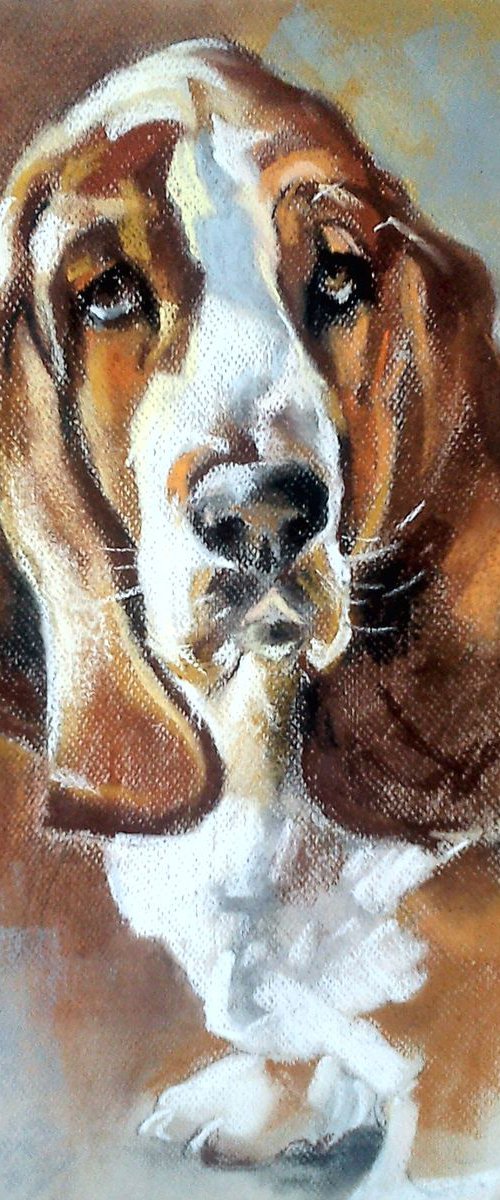 Young basset hound by Magdalena Palega