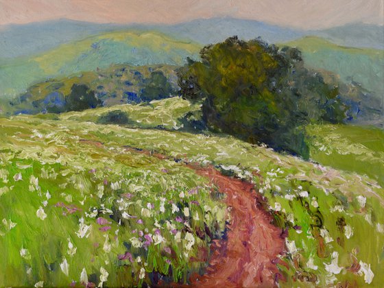 Meadow in the Summer
