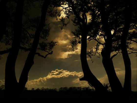 The Dark Hedges - fine art landscape photograph, Ireland