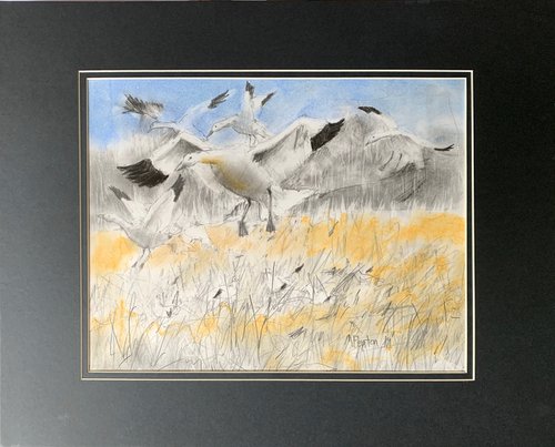 snow geese by Michael Fenton