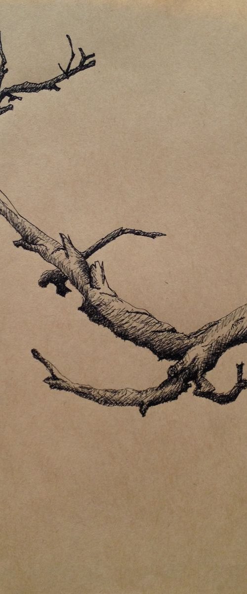 Branching Out, Xindian by David Lloyd
