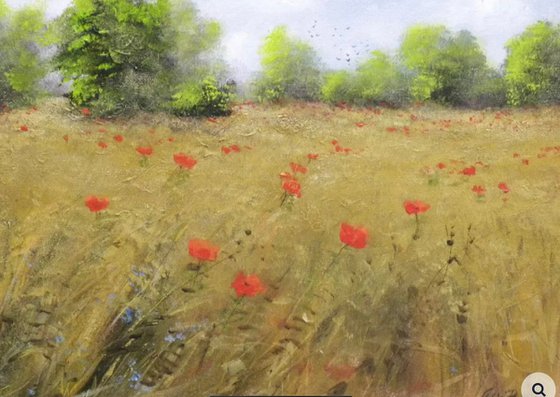 Poppies