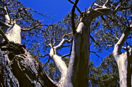 Snow Gum Canopy