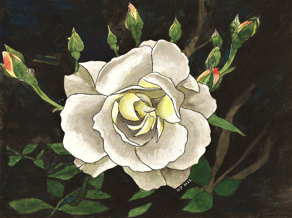 WHITE ROSE by Nives Palmic
