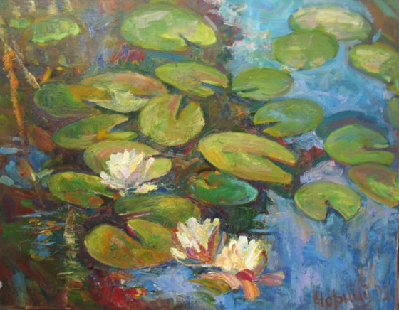 water lilies