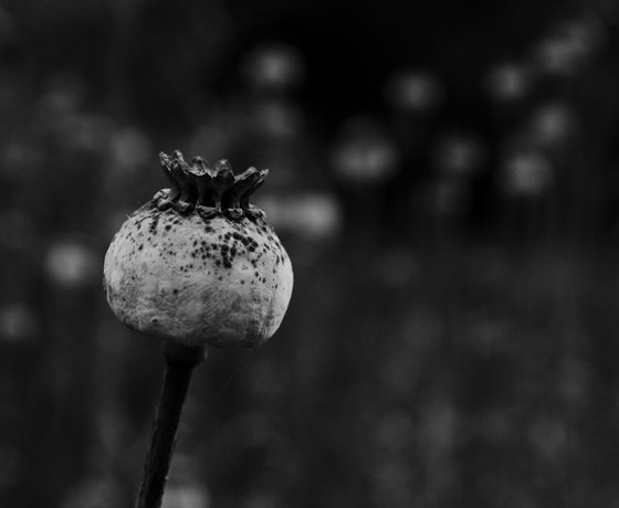 Seedhead I