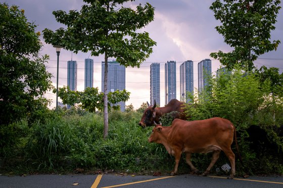 Urban Pastures II (S) Edition