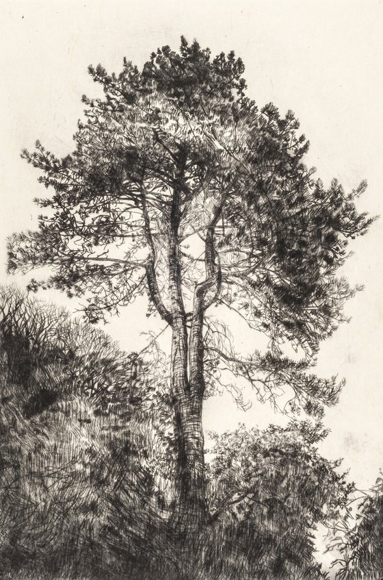 Greville Smyth Pine