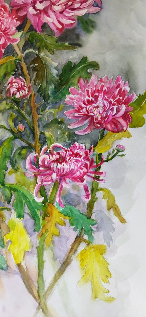 Pink Chrysanthemums Elegance