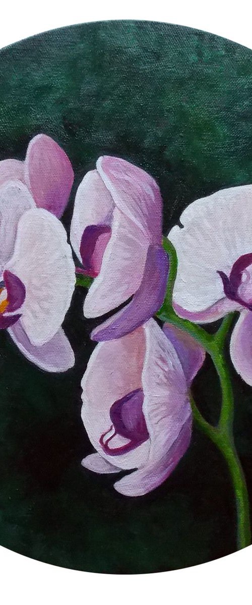 Phalaenopsis Orchids by Adriana Vasile