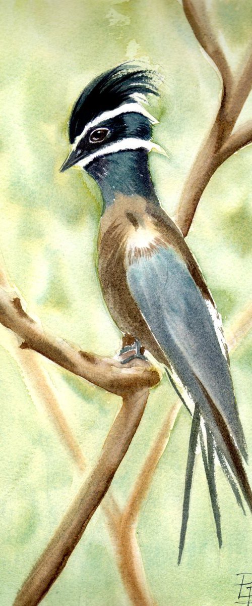 Whiskered treeswift Bird by Olga Tchefranov (Shefranov)