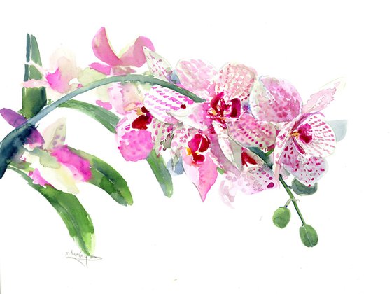 Pink Orchid Flowers