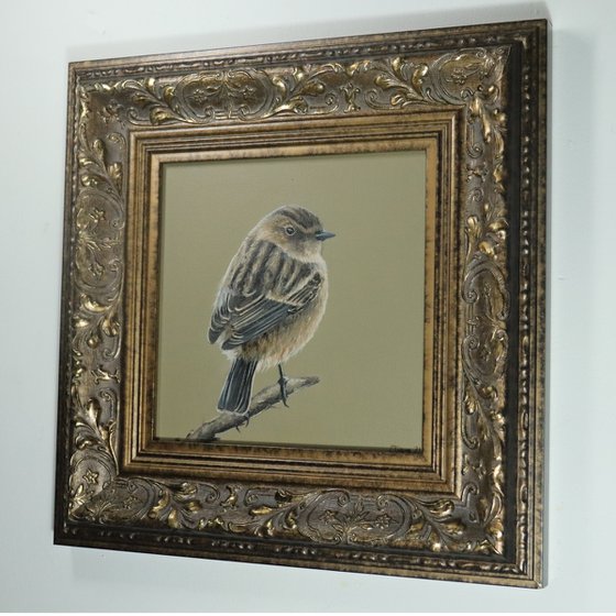 Lockdown's Morning Chorus Series - Wren, Bird Artwork, Animal Art Framed