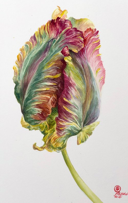 Parrot tulip #2 by Larissa Rogacheva
