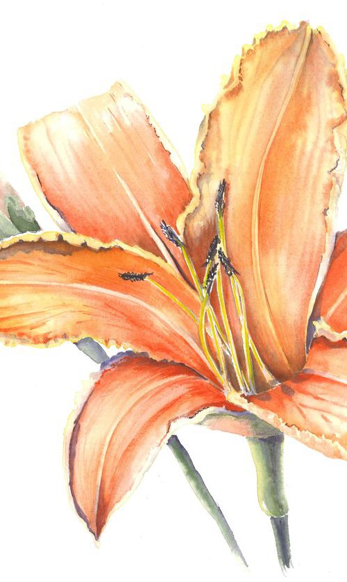 Orange Lilia with a rain drop by Olga Koelsch