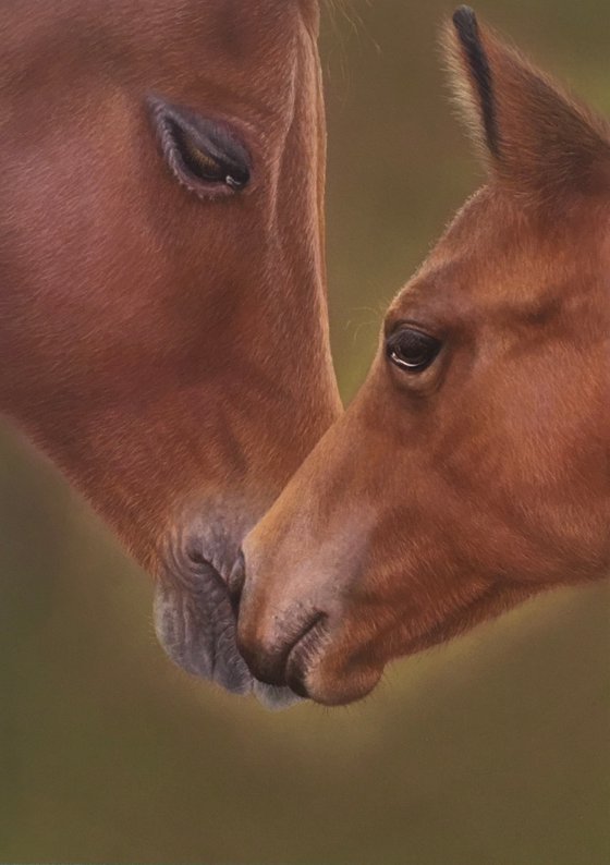 Horse and Foal - 'Tender Touch'