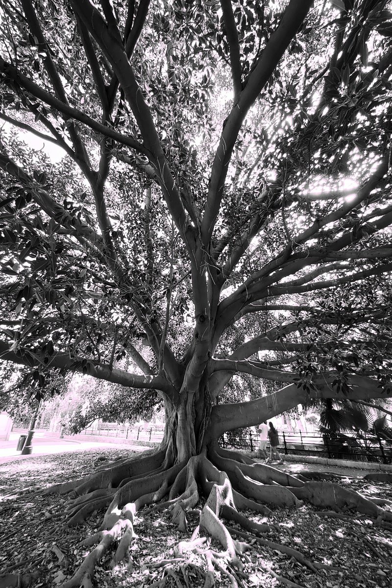 Landscape Photograph By Tatiana Zappa, 39 X 59", Tree Of Life, Original Artwork