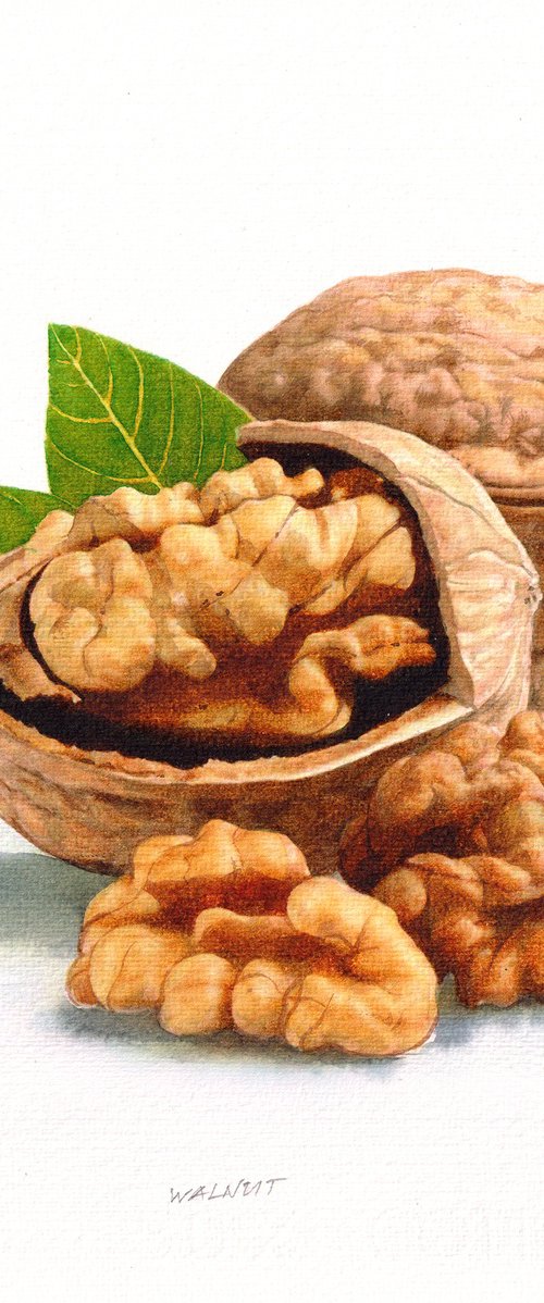 Walnut II by REME Jr.