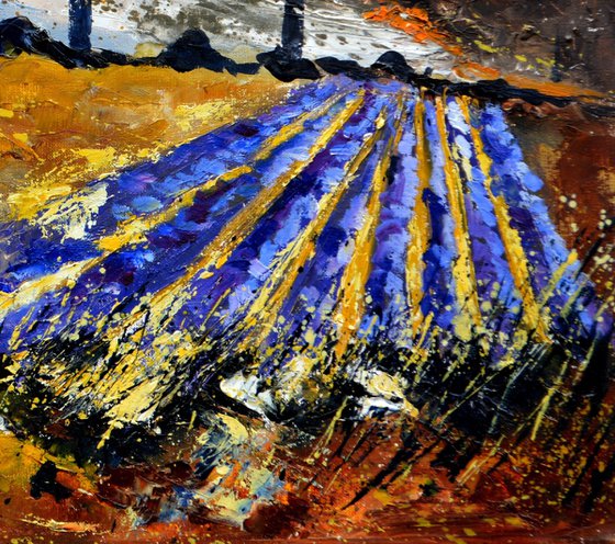 Lavender in Provence - 6523