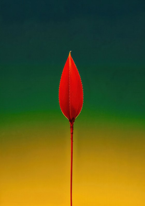 Floral Expressionism VIII