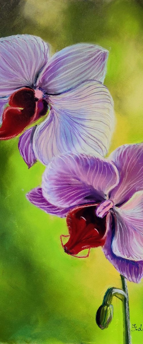 Purple orchid by Francesca Licchelli