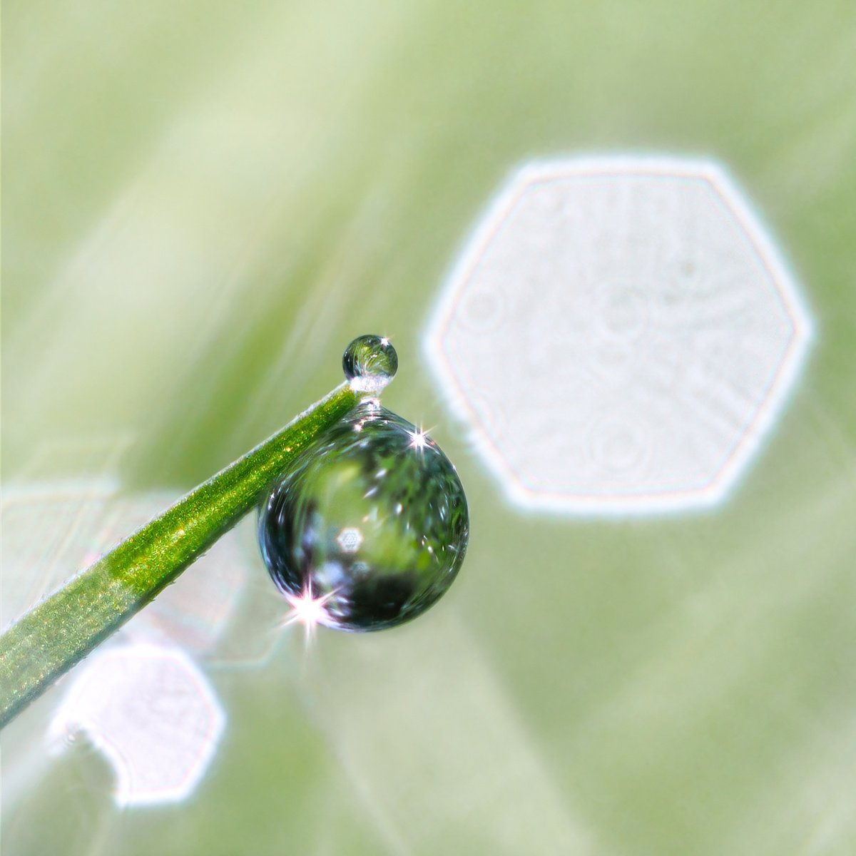 Expressive Still Life Photograph By Inna Etuvgi, 12 X 12, Elixir - Matted, Original Artwork