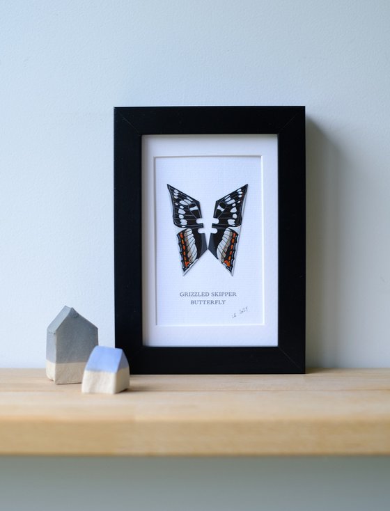 Grizzled skipper butterfly