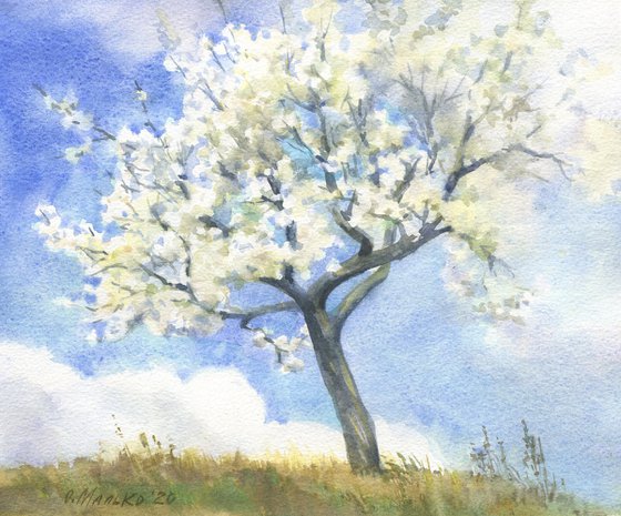 To the sky, to the clouds... / Tree and sky. Blossoming plum tree. Blue white watercolor