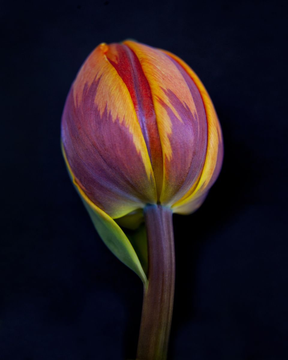 Photorealistic Botanical Photograph By Michael Filonow, 26 X 32", Botanical 13, Original Artwork