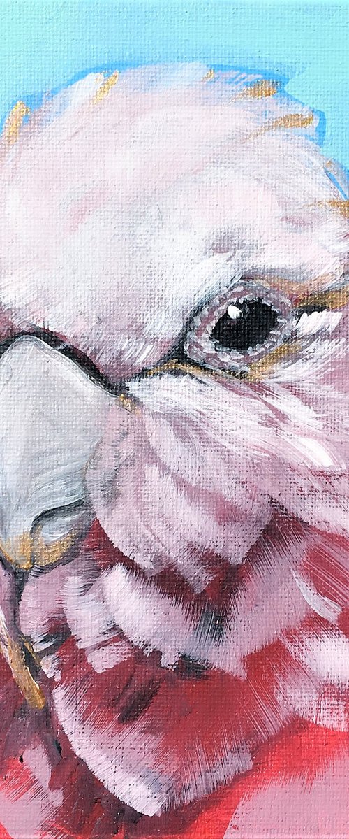 Family by Choice -Pink Galah by HSIN LIN