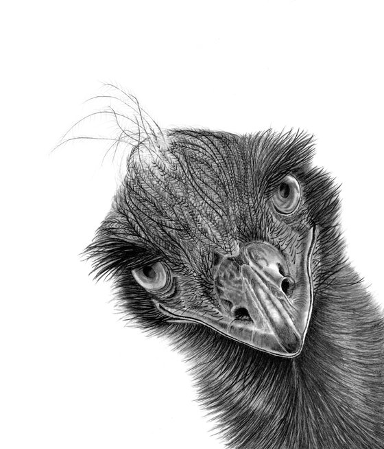 Ostrich