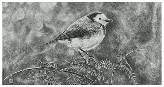 Original graphite pencils drawing bird "White-fronted chat"