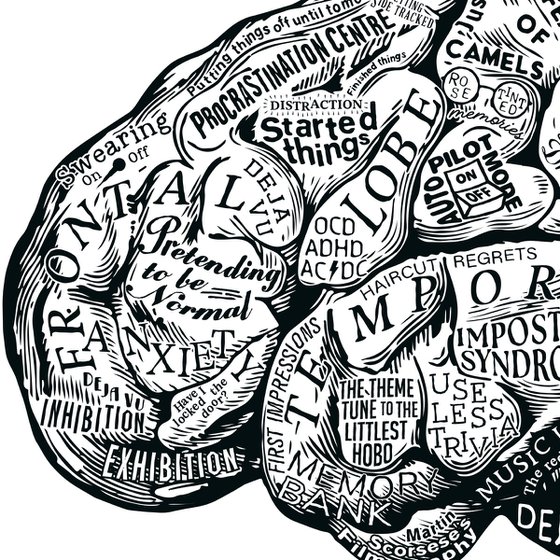 Anatomy Of The Brain