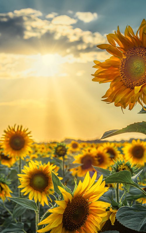 Golden Silence I – Standing in Light by Vlad Durniev