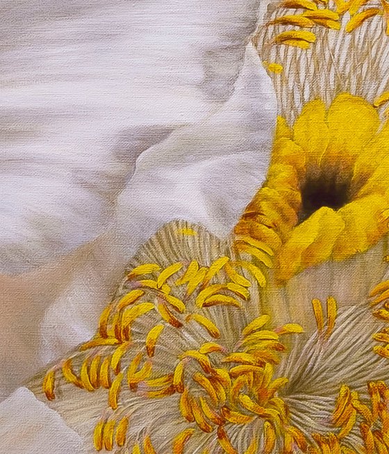 Peony, Soul of a Flower
