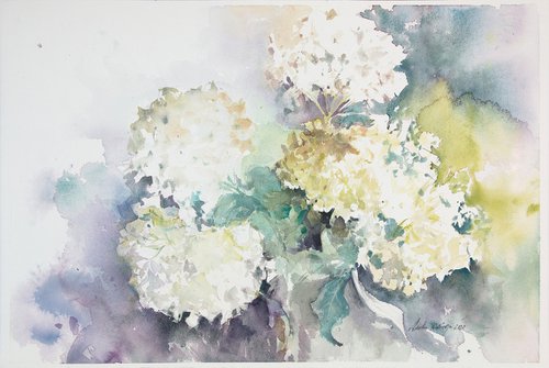 White hortenses by Aneta Kamraj - Rabiega