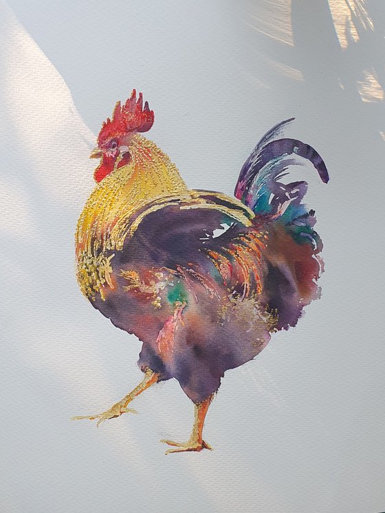 Rooster at yellow field