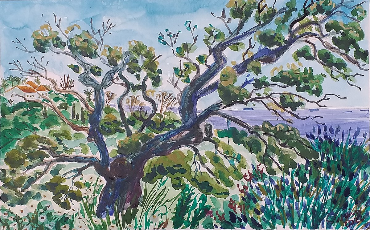 Cork Oak overlooking Bahia Las Rocas by Kirsty Wain
