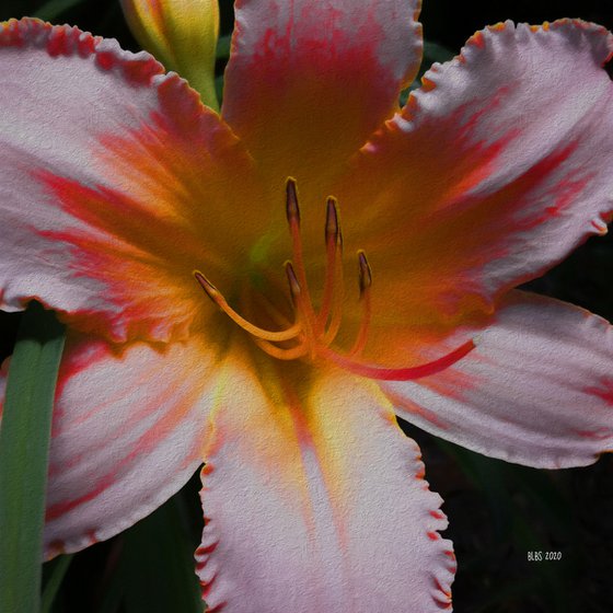 Blush Lily