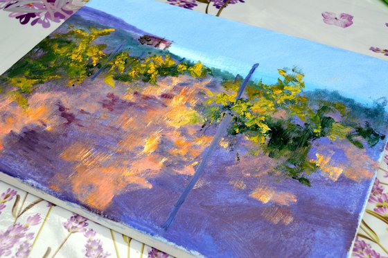 Morning in a sunny vineyard