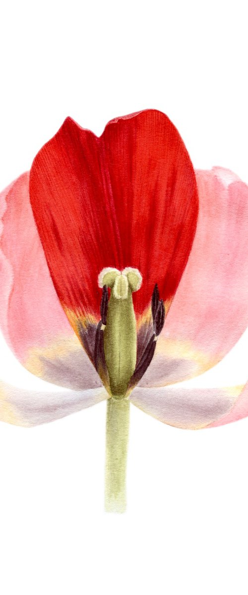 Red tulip petal art by Alona Hrinchuk