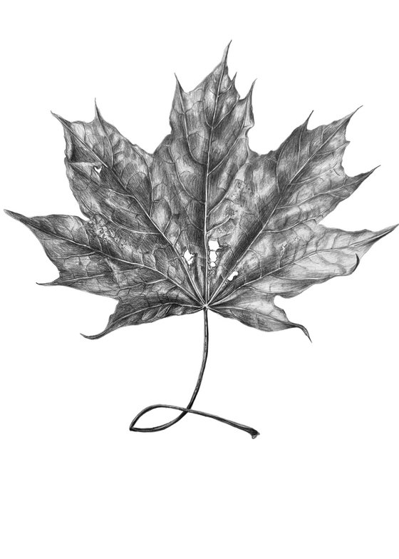 Maple leaf