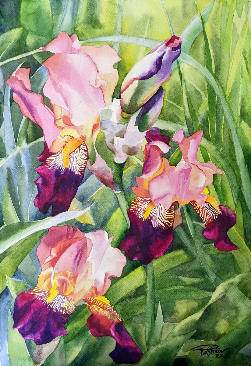 Magenta irises by Yuryy Pashkov